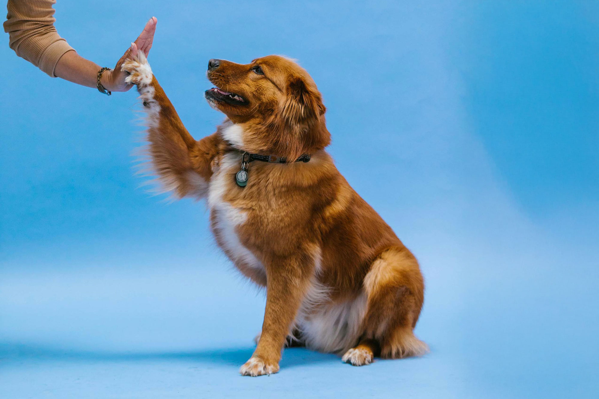 Brown Dog Doing a High Five
