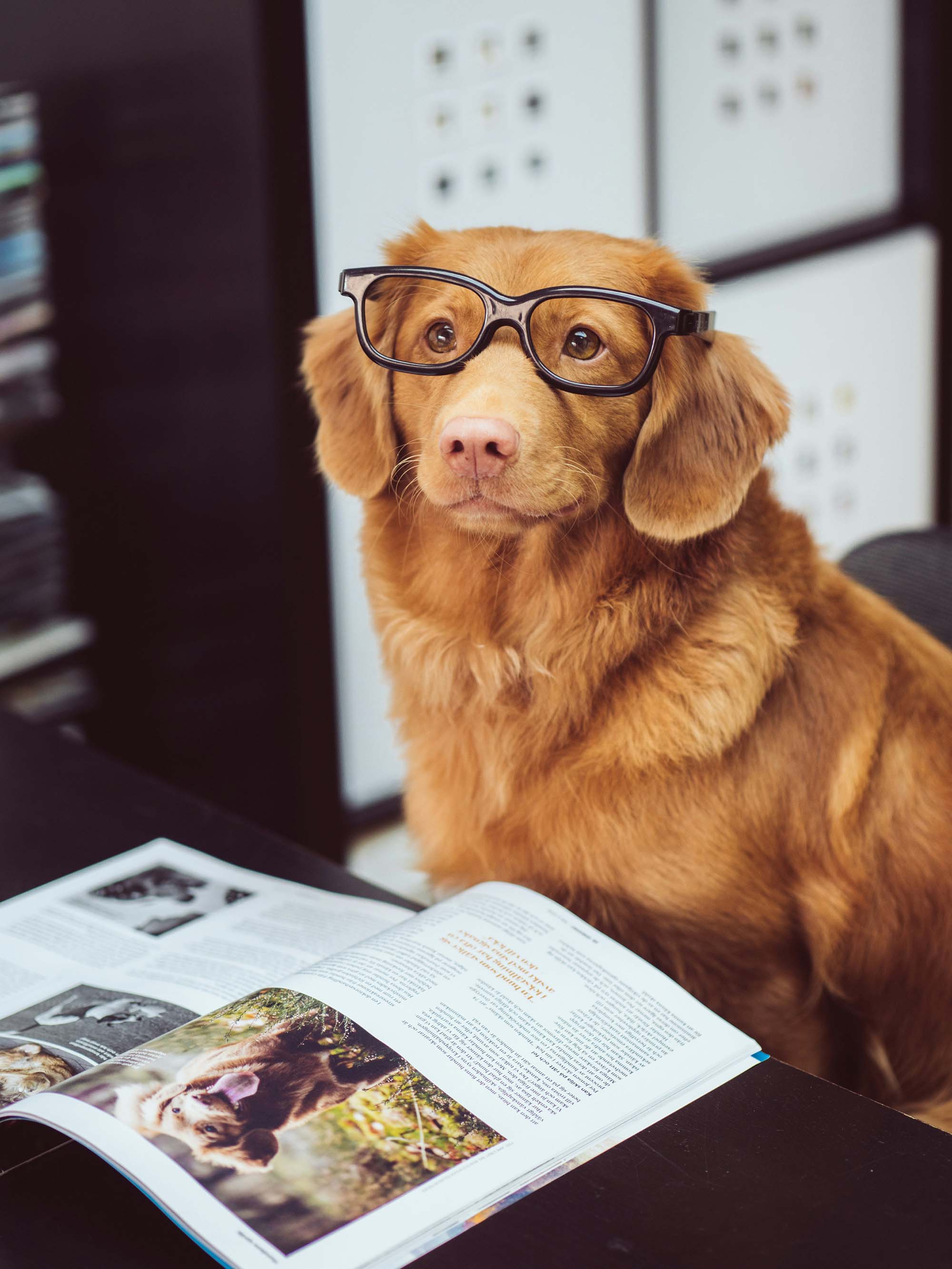 Brown Dog Reading a Book