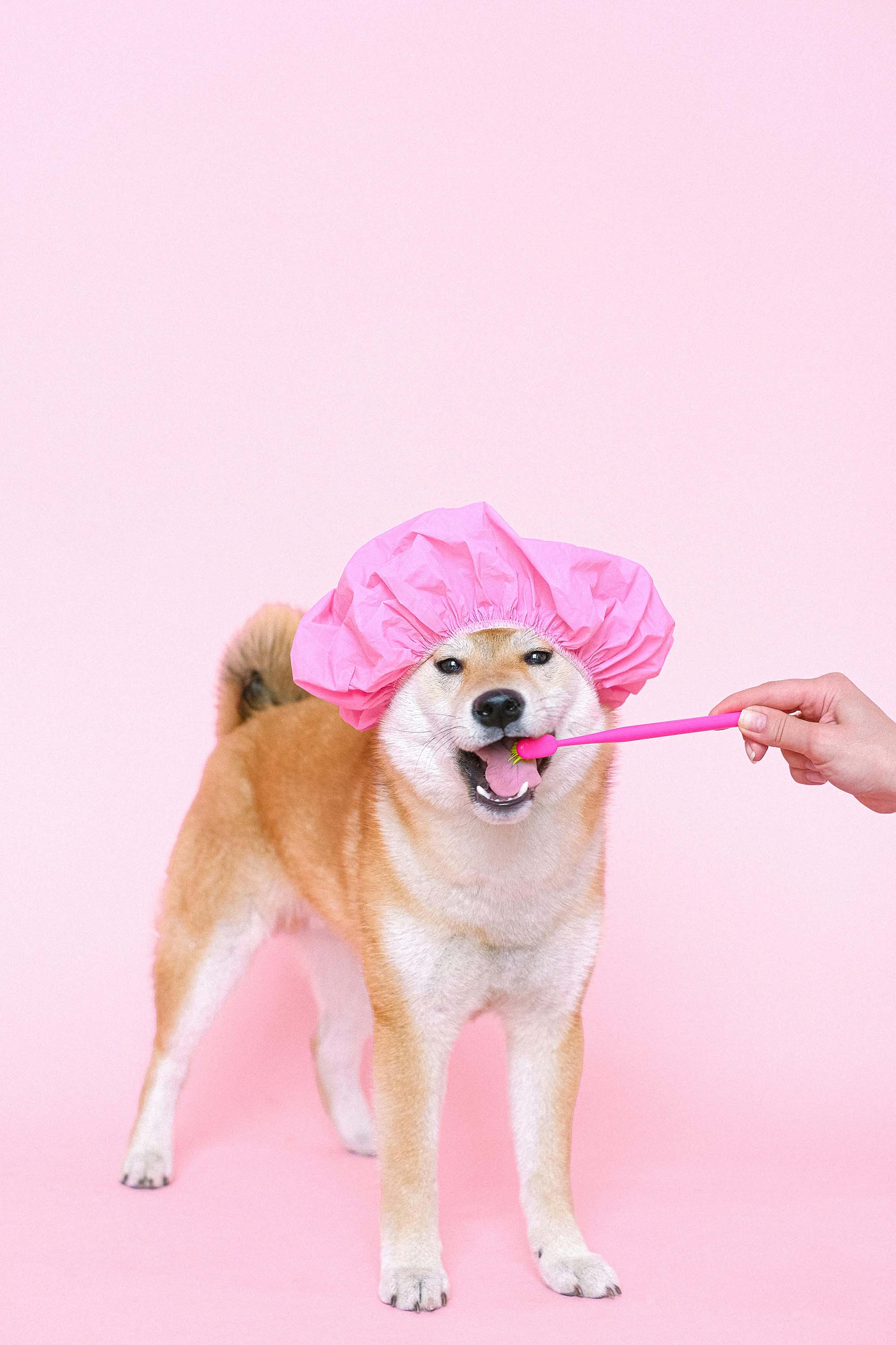 Dog brushing teeth