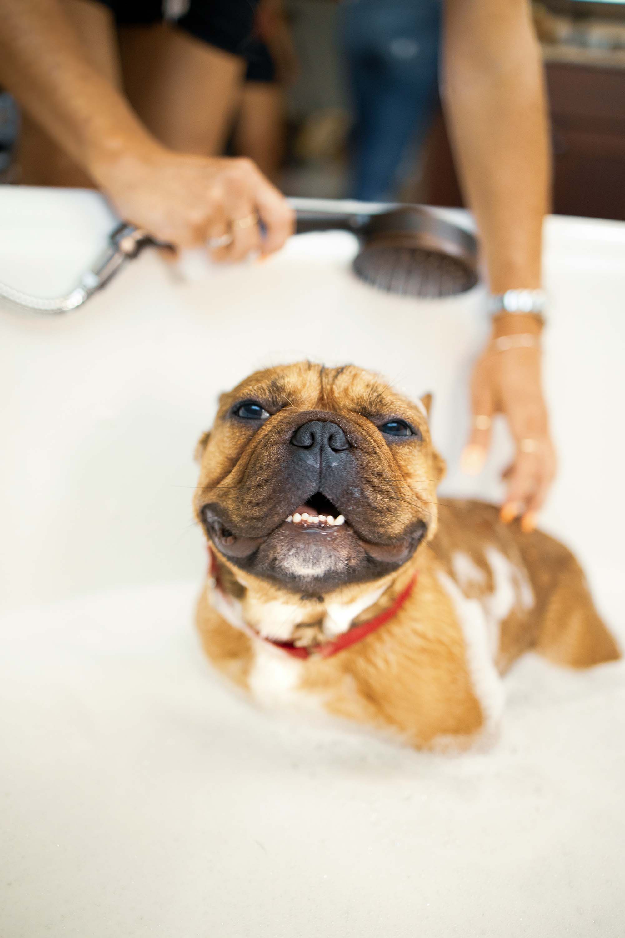 Brown Dog in a Bath
