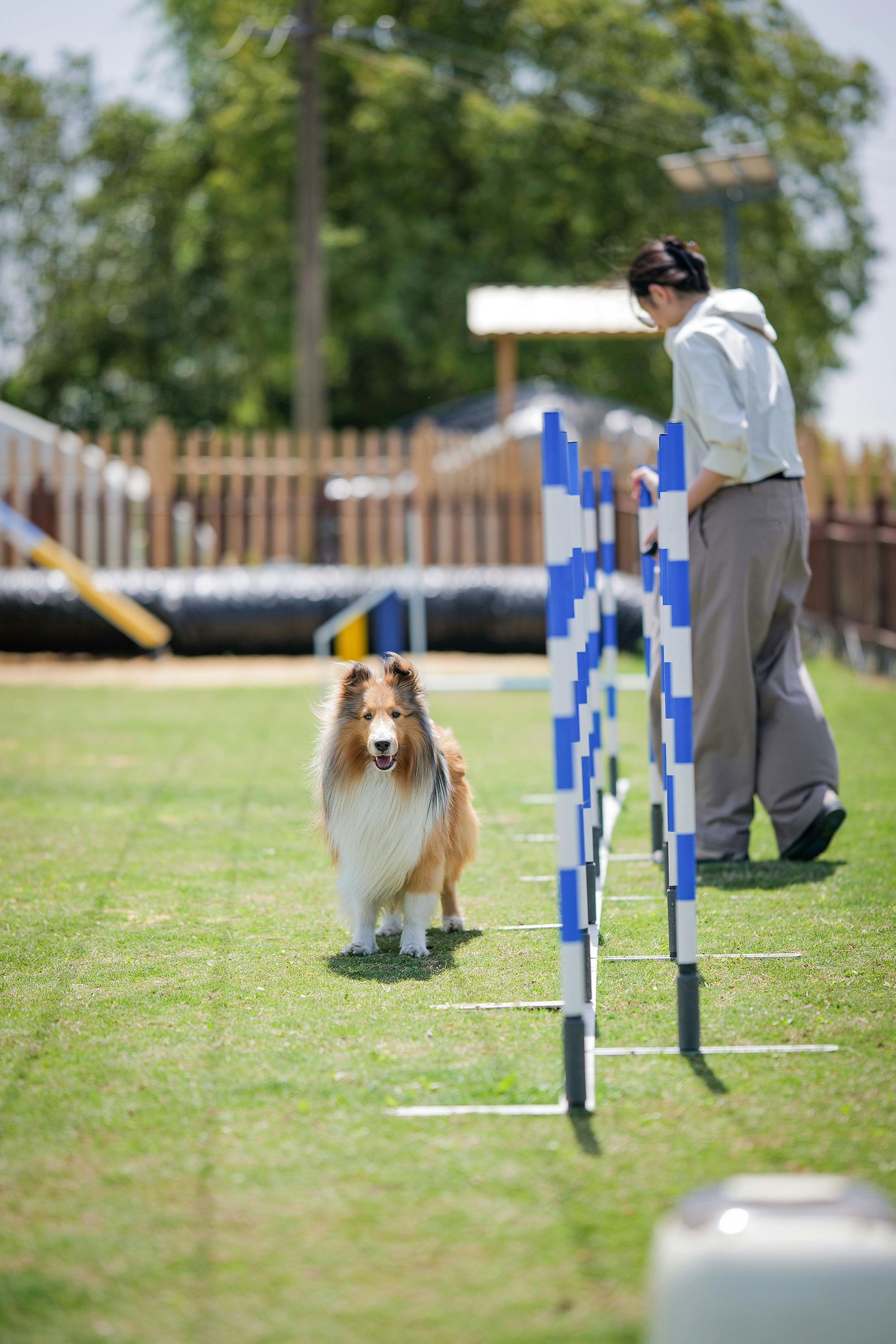 Collie Dog Agility Training