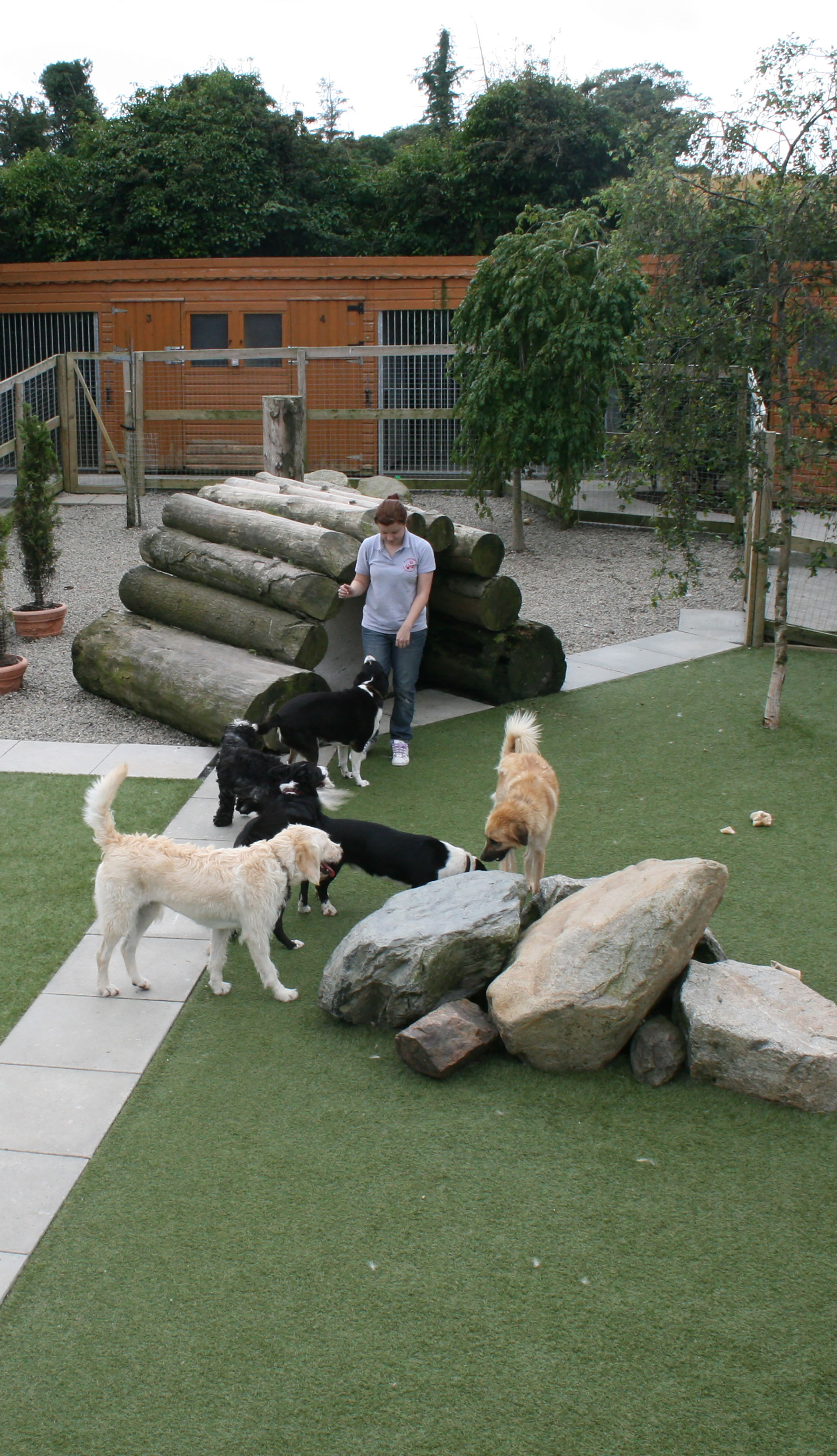 Dogs in the boarding kennel