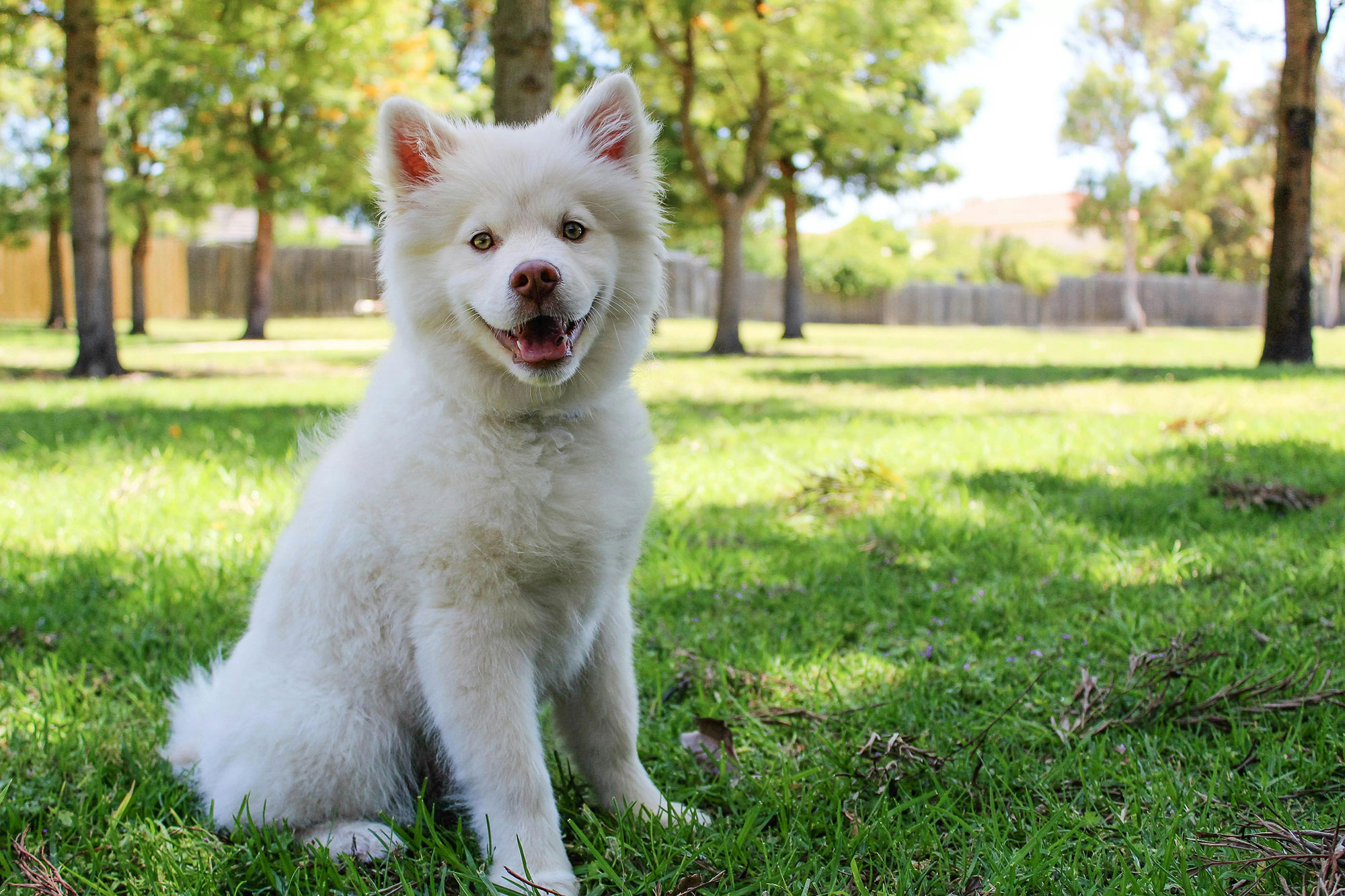 White Dog on Green Field